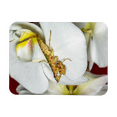 Die Asiatische Blütenmantis マグネット (横)