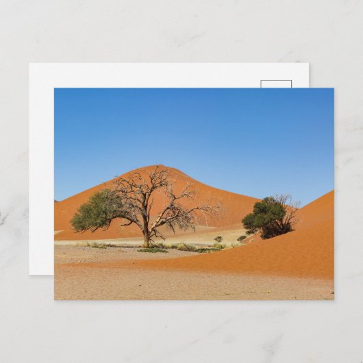 Die Dünen des Sossusvlei in Namibia ポストカード (正面/裏面)