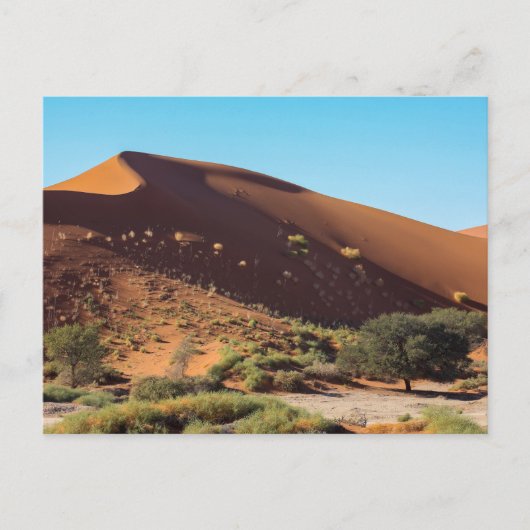 Die Dünen des Sossusvlei in Namibia Postkarte ポストカード (正面)