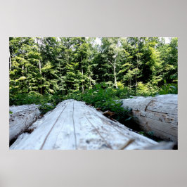 Die Kraft des Waldes ポスター