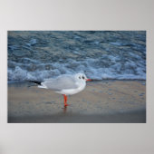 Die Möwe am Strand ポスター (正面)