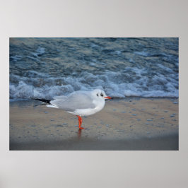 Die Möwe am Strand ポスター