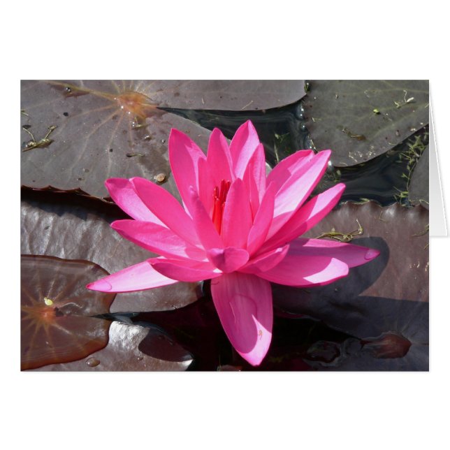 Die Schönheit des Lotus (正面横)