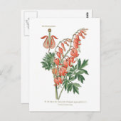 Dielytra (Dicentra)スペクタリス ポストカード (正面/裏面)