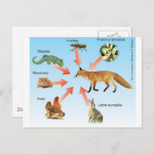 dietaraposa11エスケマディダティコダラポサ ポストカード (正面/裏面)