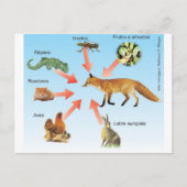 dietaraposa11エスケマディダティコダラポサ ポストカード (正面)