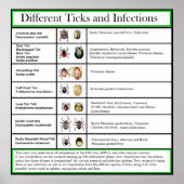 Different Ticks and Infections Chart ポスター (正面)