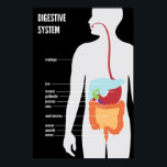 Digestive System ポスター<br><div class="desc">The human digestive system and the organs it contains.</div>