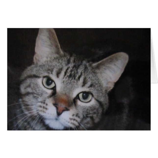 Dillan猫 (正面横)