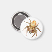 Dimorphic Jumping Spider (Maevia inclemens) マグネット (正面/裏面)