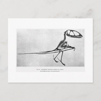 Dimorphodon macronyxアートハガキ ポストカード