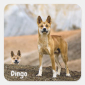 Dingoの背景 スクエアシール (正面)