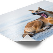 Dingo口を広く開いて、フレイザー島オーストラリア フォトプリント (角)