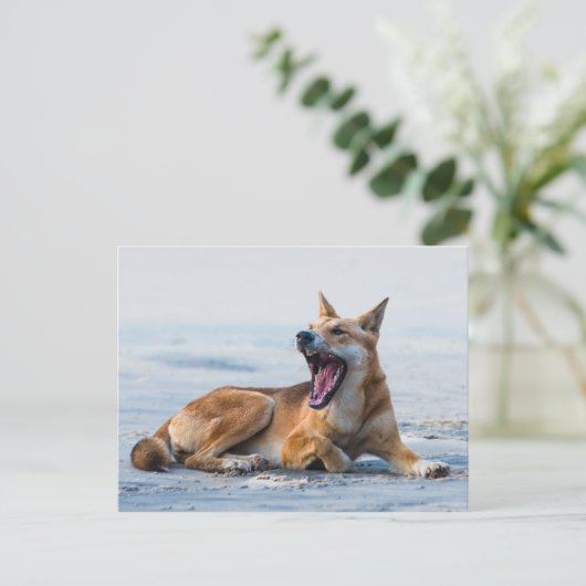 Dingo口を広く開いて、フレイザー島オーストラリア ポストカード (スタンド正面)