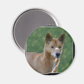 dingo_10x10 マグネット (正面/裏面)
