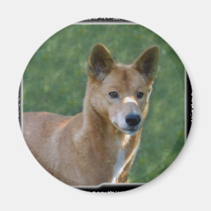 dingo_10x10 マグネット