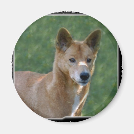 dingo_10x10 マグネット (正面)