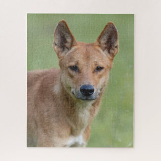 Dingo Portrait Puzzle – Australian Wildlife Art Ga ジグソーパズル