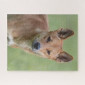 Dingo Portrait Puzzle – Australian Wildlife Art Ga ジグソーパズル (横)
