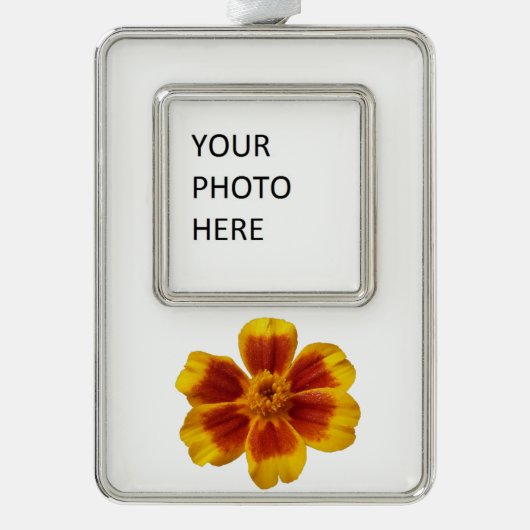 Disco Marigoldオレンジと赤い夏の花 シルバープレートフレームオーナメント (正面)