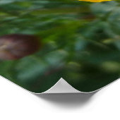 Disco Marigoldオレンジと赤い夏の花 ポスター (角)