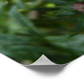 Disco Marigoldオレンジと赤い夏の花 ポスター (角)