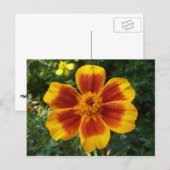 Disco Marigoldオレンジと赤い夏の花 ポストカード (正面/裏面)