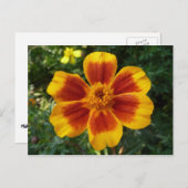 Disco Marigoldオレンジと赤い夏の花 ポストカード (正面/裏面)