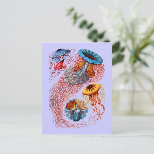 Discomedusae ポストカード (スタンド正面)
