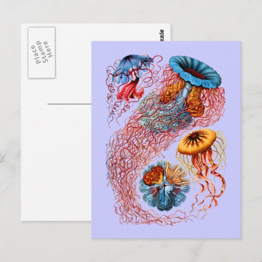 Discomedusae ポストカード (正面/裏面)