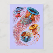 Discomedusae ポストカード (正面)