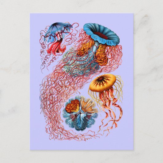 Discomedusae ポストカード (正面)