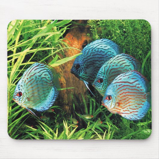 Discus Fish in aquatic plant aquqrium マウスパッド (正面)