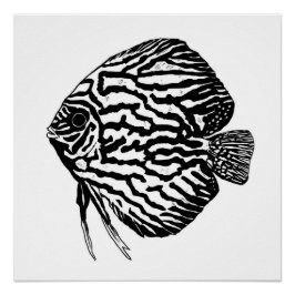 Discus fish print / poster ポスター