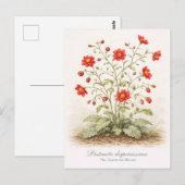 Distracta dispersissima - The Scattered Bloom ポストカード (正面/裏面)