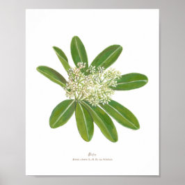 Dita (Alstonia scholararis) Phフォレスト開花ポスター ポスター
