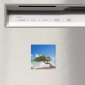 Divi Divi Tree,イーグルビーチ,アルバカリブの, マグネット (インサイチュ (食洗機))