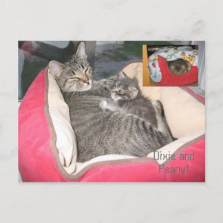Dixie & Peawnats in Peawnats's bed ポストカード