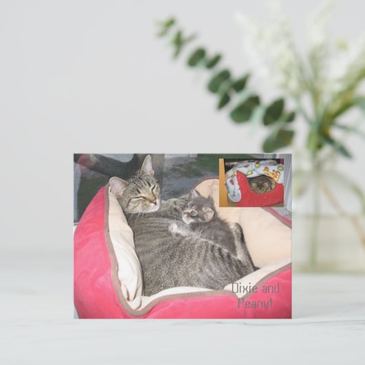 Dixie & Peawnats in Peawnats's bed ポストカード (スタンド正面)