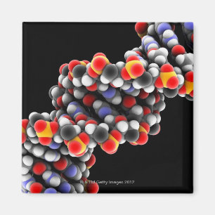 DNAの分子。 DNAの分子モデル マグネット