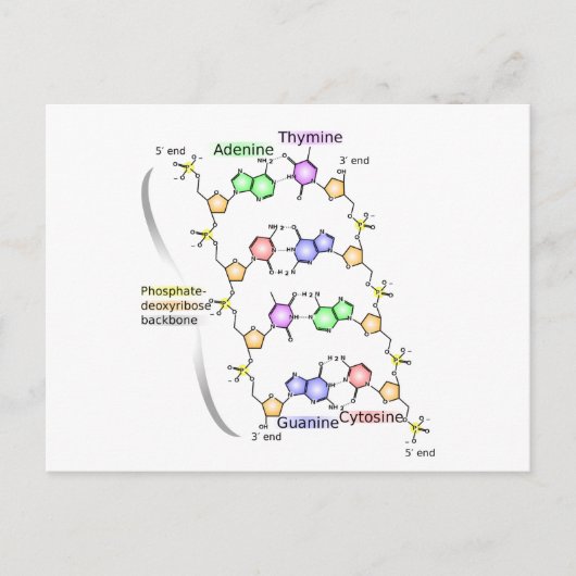 DNAの化学構造のはがき図 ポストカード (正面)