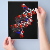 DNA二重ヘリックスモデル チラシ (手)