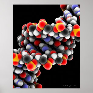 DNA分子。DNAの分子モデル ポスター