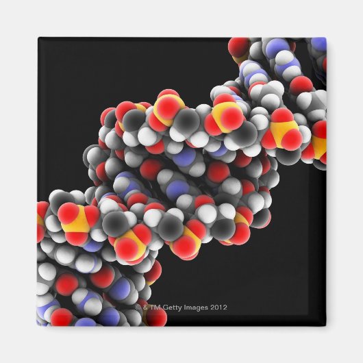 DNA分子。DNAの分子モデル マグネット (正面)