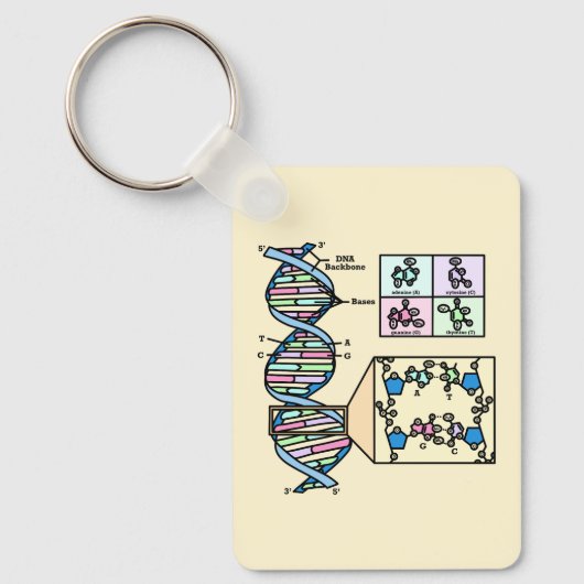 DNA図 キーホルダー (正面)