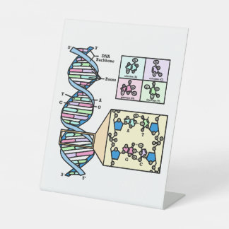 DNA図 台座サイン