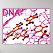 DNA塩基が小 ポスター (正面)