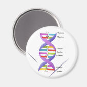 DNA磁石 マグネット (正面/裏面)