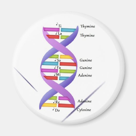 DNA磁石 マグネット (正面)