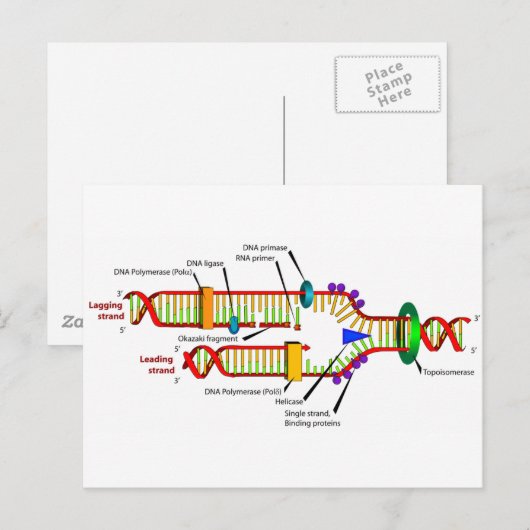 DNA複製 ポストカード (正面/裏面)